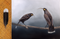 The Lost Huia - Limited Edition Print